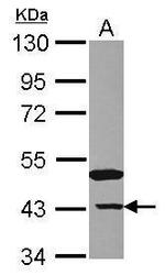 NANS Antibody in Western Blot (WB)