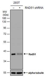 RAD51 Antibody in Western Blot (WB)