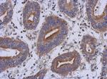RAB39B Antibody in Immunohistochemistry (Paraffin) (IHC (P))