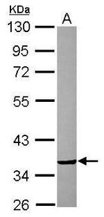 CRYZ Antibody in Western Blot (WB)