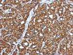 CRYZ Antibody in Immunohistochemistry (Paraffin) (IHC (P))