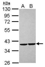CRYZ Antibody in Western Blot (WB)