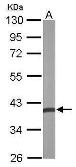 CRYZ Antibody in Western Blot (WB)