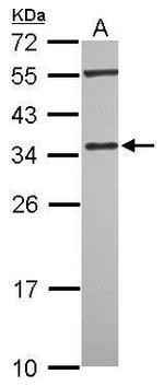 PDLIM4 Polyclonal Antibody