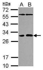 PAFAH1B2 Polyclonal Antibody