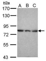 Epsin 2 Antibody in Western Blot (WB)