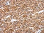 PAICS Polyclonal Antibody