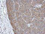 PAICS Polyclonal Antibody