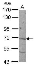 NCLN Polyclonal Antibody