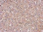 Kindlin 2 Antibody in Immunohistochemistry (Paraffin) (IHC (P))