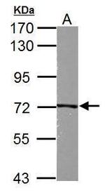 Kindlin 2 Antibody in Western Blot (WB)