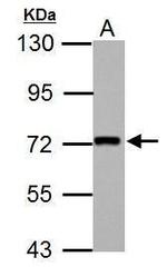 Kindlin 2 Antibody in Western Blot (WB)