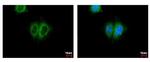 PSME3 Antibody in Immunocytochemistry (ICC/IF)