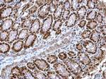 PSME3 Antibody in Immunohistochemistry (Paraffin) (IHC (P))