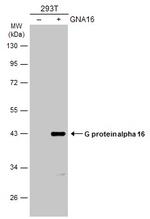 GNA15 Antibody in Western Blot (WB)