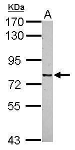 CSRP2BP Antibody in Western Blot (WB)