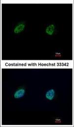 NUFIP1 Antibody in Immunocytochemistry (ICC/IF)