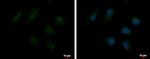 TMF1 Polyclonal Antibody