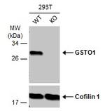 GST Omega 1 140A Antibody in Western Blot (WB)