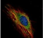 MARCH5 Antibody in Immunocytochemistry (ICC/IF)