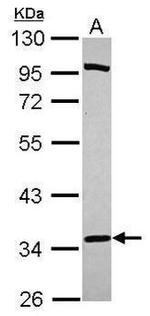 PURA Antibody in Western Blot (WB)