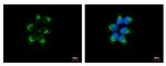 eIF1AY Polyclonal Antibody