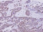 eIF1AY Antibody in Immunohistochemistry (Paraffin) (IHC (P))
