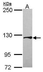 Tomosyn Polyclonal Antibody