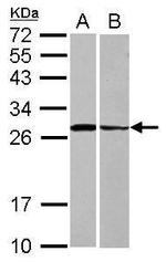 Syntaxin 3 Antibody in Western Blot (WB)
