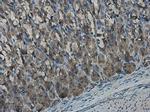 EFHA1 Antibody in Immunohistochemistry (Paraffin) (IHC (P))
