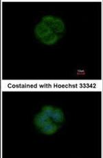 EFHA1 Antibody in Immunocytochemistry (ICC/IF)