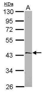 EFHA1 Antibody in Western Blot (WB)