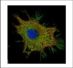 Ymer Polyclonal Antibody