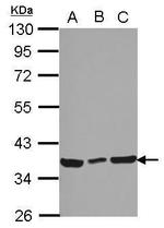 Ymer Antibody in Western Blot (WB)