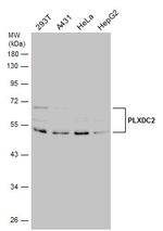 PLXDC2 Polyclonal Antibody