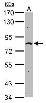 ZNF326 Antibody in Western Blot (WB)