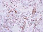 DRG2 Polyclonal Antibody
