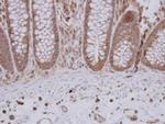 GTPBP9 Antibody in Immunohistochemistry (Paraffin) (IHC (P))