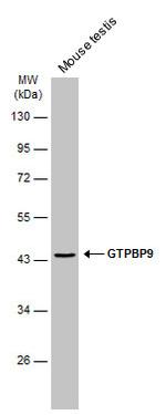GTPBP9 Antibody in Western Blot (WB)