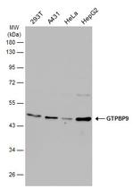 GTPBP9 Antibody in Western Blot (WB)