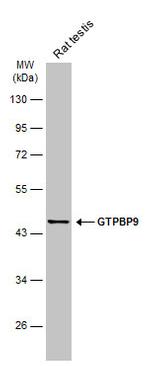 GTPBP9 Antibody in Western Blot (WB)