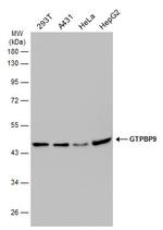 GTPBP9 Antibody in Western Blot (WB)