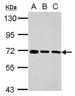TMEM259 Antibody in Western Blot (WB)