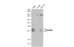 RBPMS Antibody in Western Blot (WB)