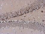 NFIX Antibody in Immunohistochemistry (Paraffin) (IHC (P))