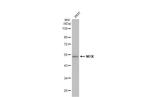 NFIX Antibody in Western Blot (WB)