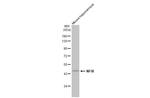 NFIX Antibody in Western Blot (WB)