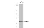 WBP11 Antibody in Western Blot (WB)