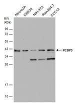 PCBP3 Antibody in Western Blot (WB)
