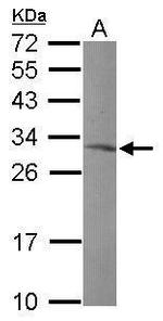 MRPL10 Antibody in Western Blot (WB)